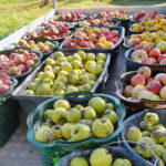 26.11.25 Vortrag mit Dr. Neumüller (Bay. Obstzentrum)