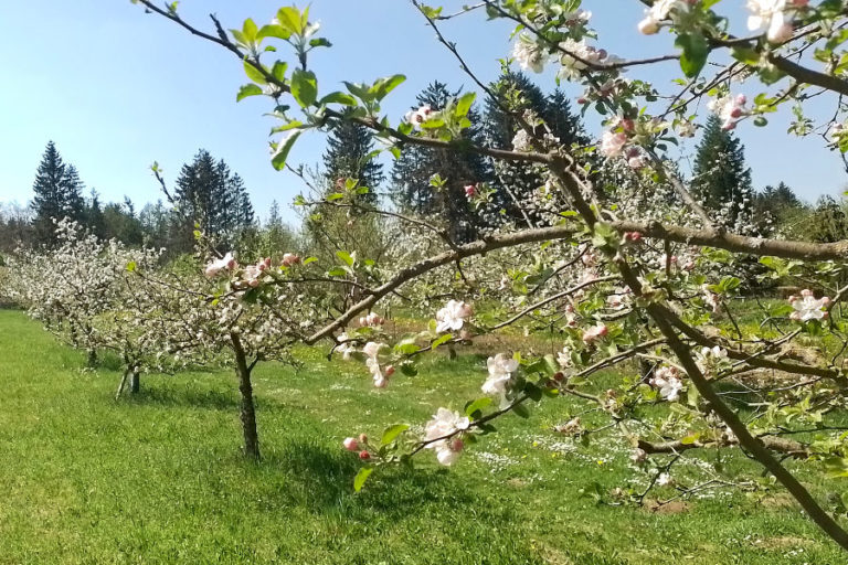 Apfelblütenfest und Pflanzentauschbörse 27.04.24