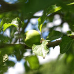 Sonne, Stockbrot, bunte Steine: Unser Sommerfest!