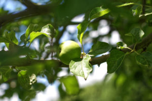 Sonne, Stockbrot, bunte Steine: Unser Sommerfest!