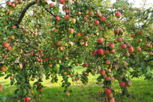 Abgesagt! Obst und Hopfen: Lehrfahrt zum Canisiushof am 08.09.