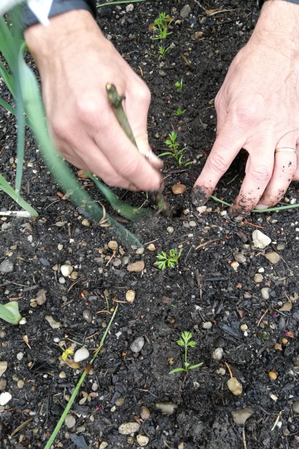 Karotten werden im Beet im Gilchinger Lehrgarten mit der Hand pikiert und vereinzelt.