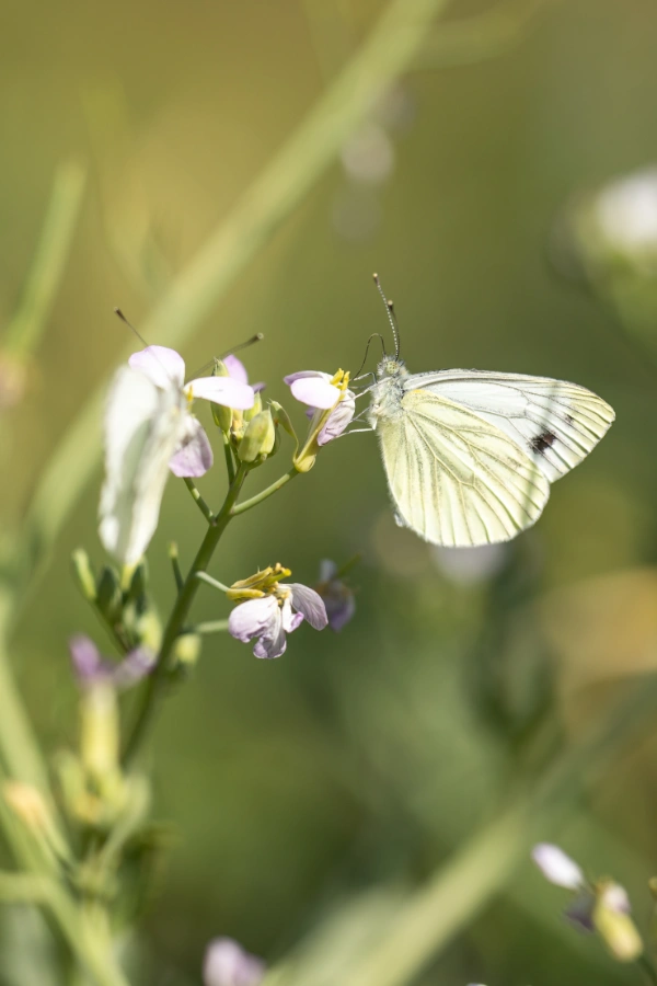 Kohlweißling auf Blüte