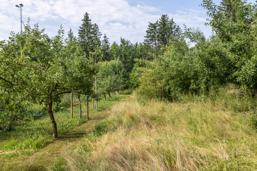 Laufwege zwischen Apfelbäumen, Gemüsebeeten und wilder Wiese mit Sträuchern.