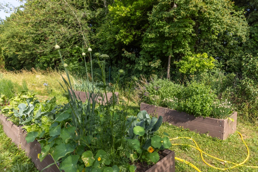 In Hochbeeten werden im Lehrgarten Gilching Kräuter und Gartengemüse gezogen.