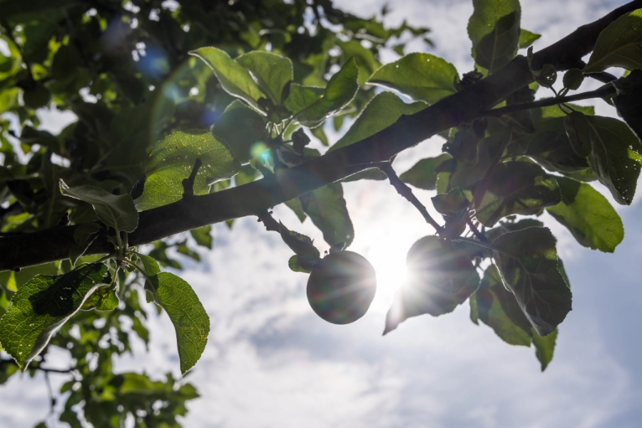 Apfel reift am Baum im Lehrgarten Gilching